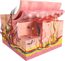 Algemene Informatie DermaLab®